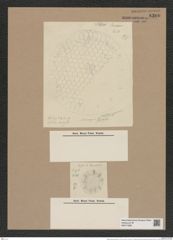 Stephanopyxis grunowii Gr. et St. (de-Toni-Nr.: Genus 187, Species 4653) Zeichnungen Sammlung Grunow Nr. 8300 (NHMW-BOT-W0377699)